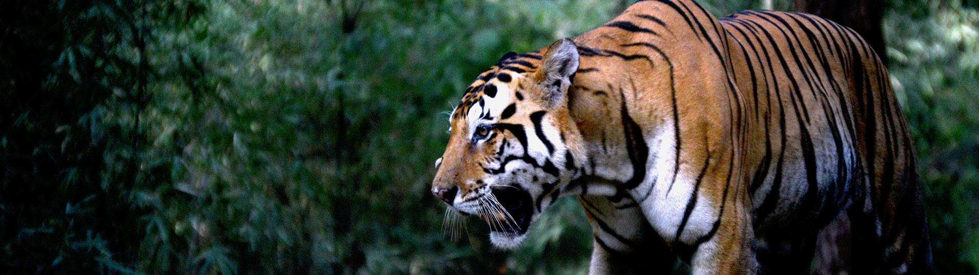 Zoo of Honolulu, Hawaii Hotel
